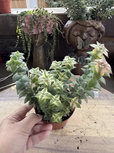 plant/4” varigated string of buttons-0-thumbnail