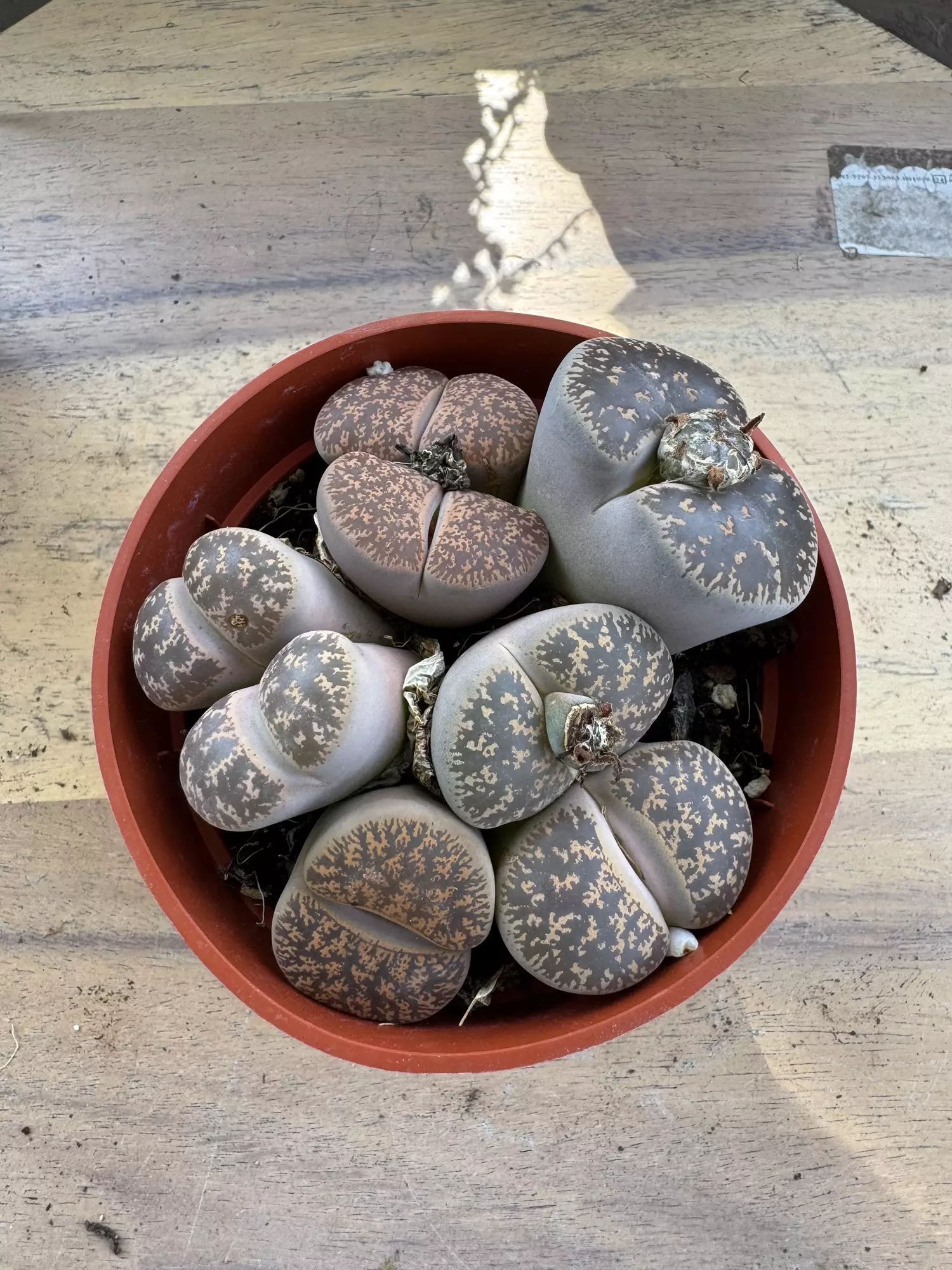 plant/4” lithops-0
