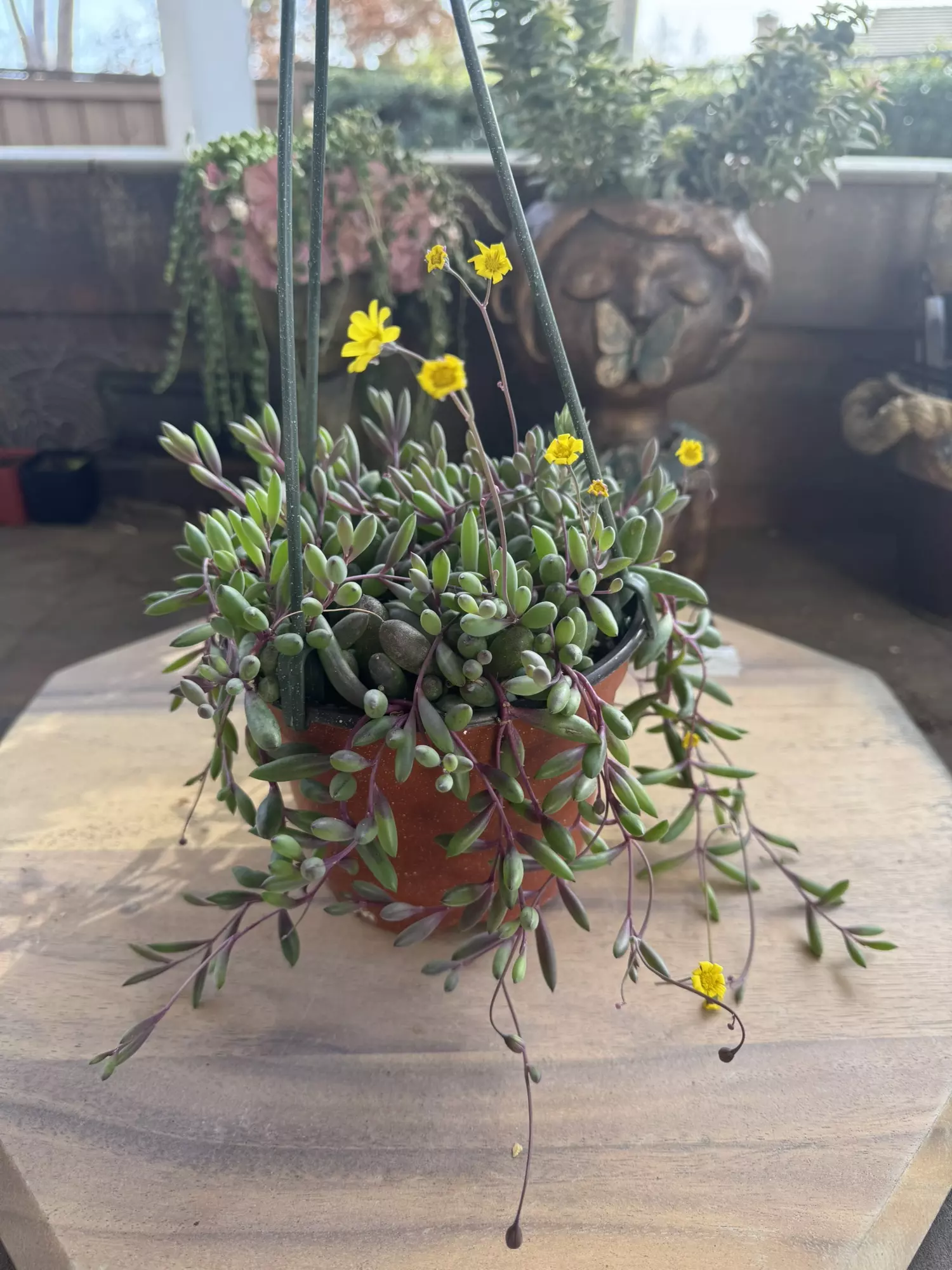 plant/6” ruby necklace-0