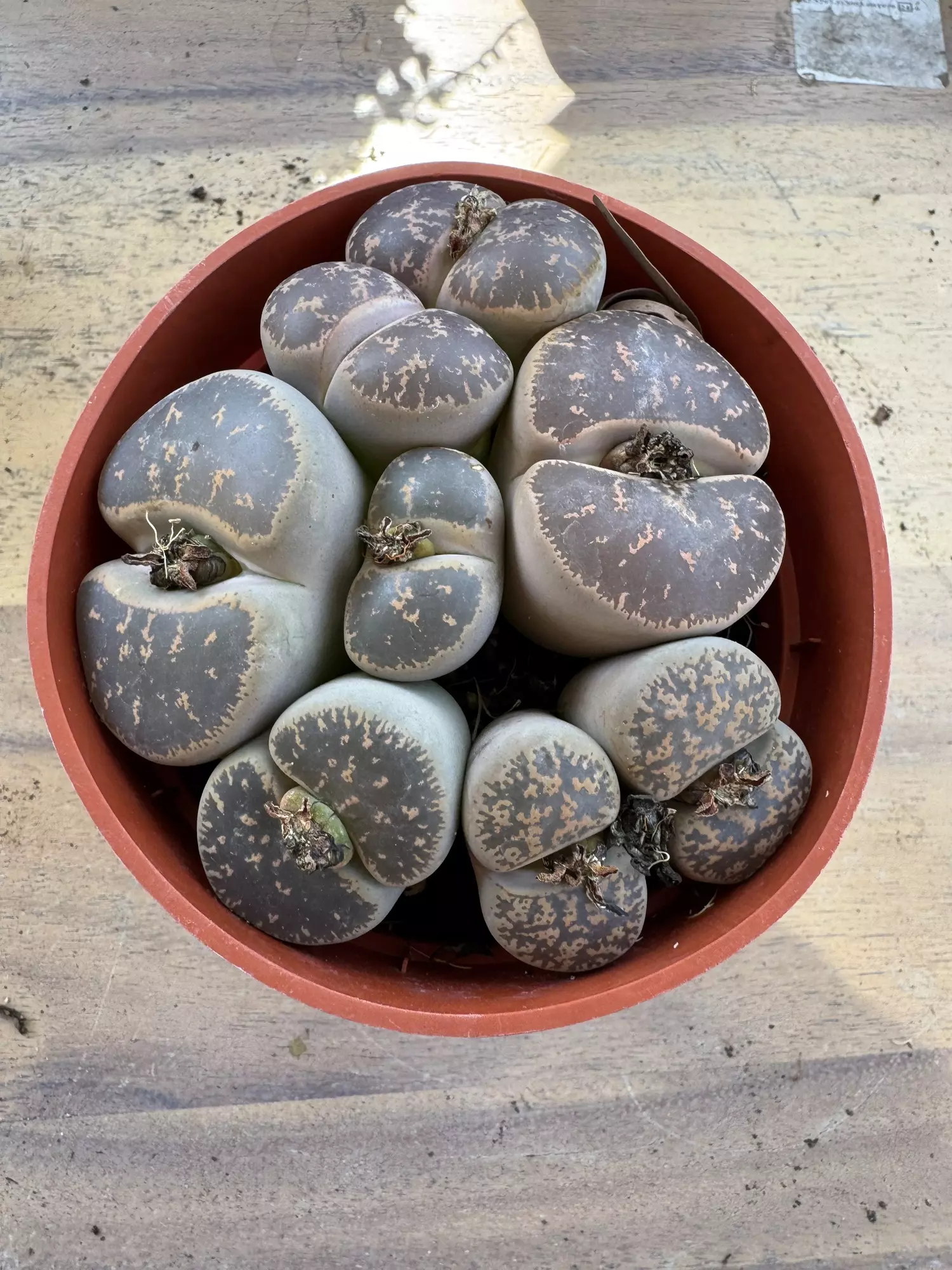 plant/4” lithops-0