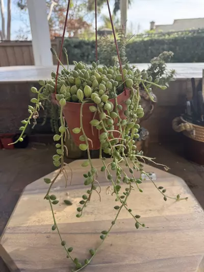 plant/6” string of watermelons-0-thumbnail