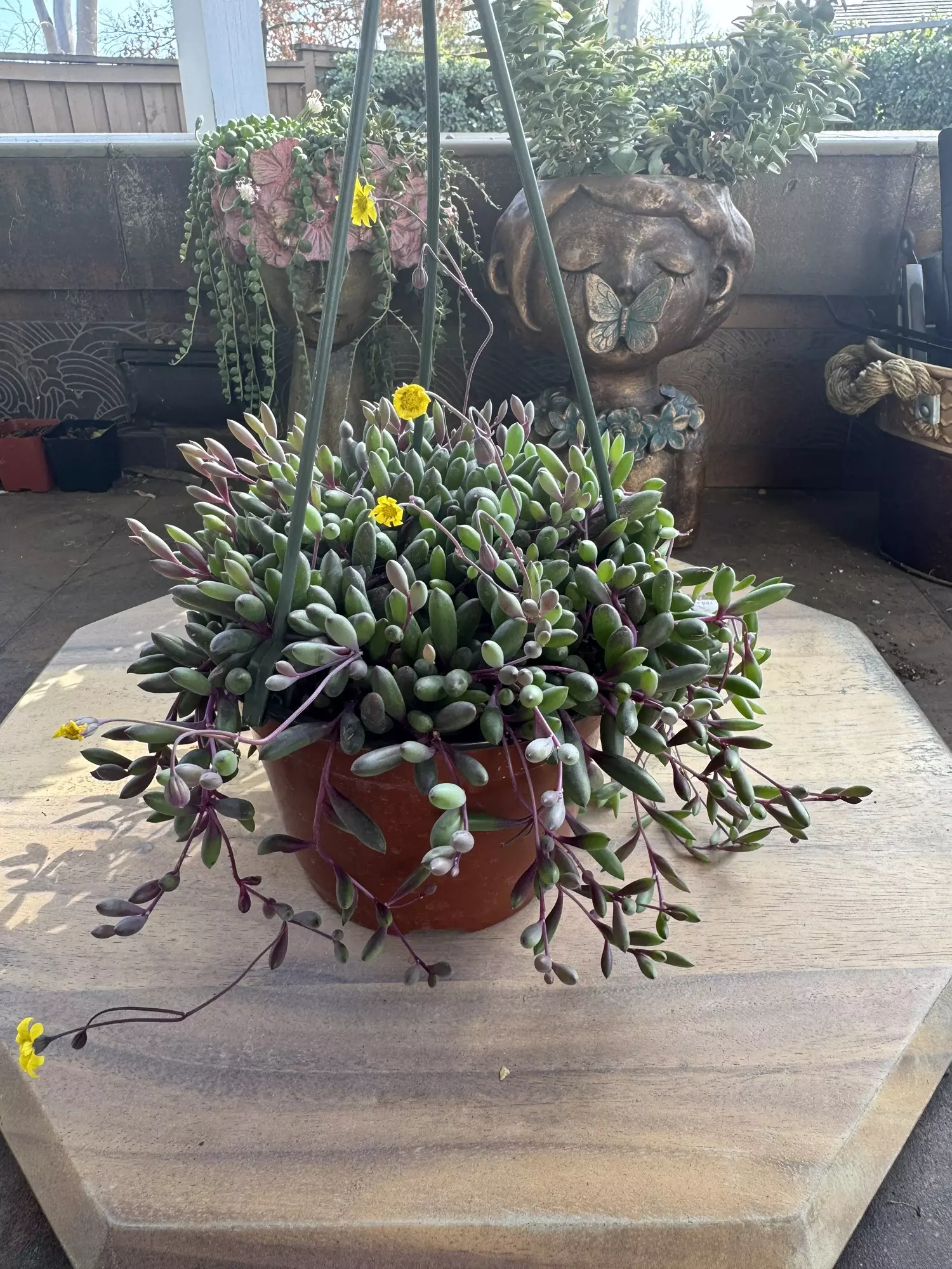 plant/6” ruby necklace-0