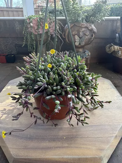 plant/6” ruby necklace-0-thumbnail