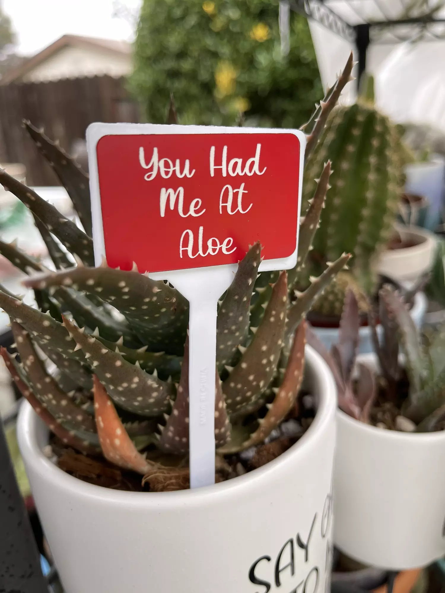 plant/“You Had Me At Aloe” laser-engraved Plant Sign-0