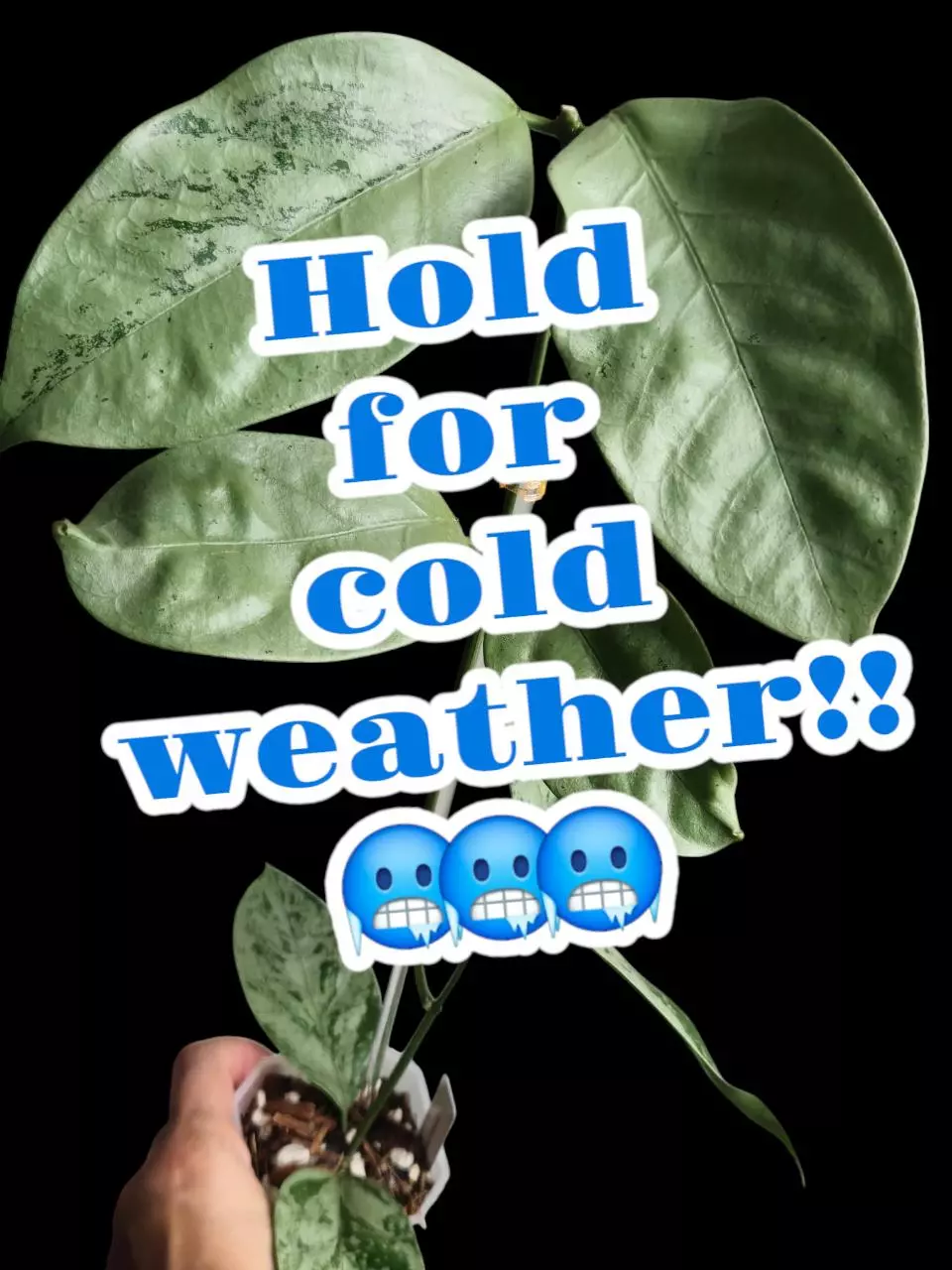 plant/Hold my Box!!-0