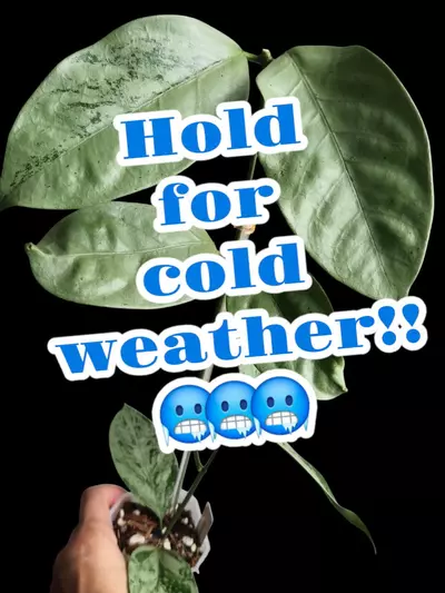 plant/Hold my Box!!-0-thumbnail