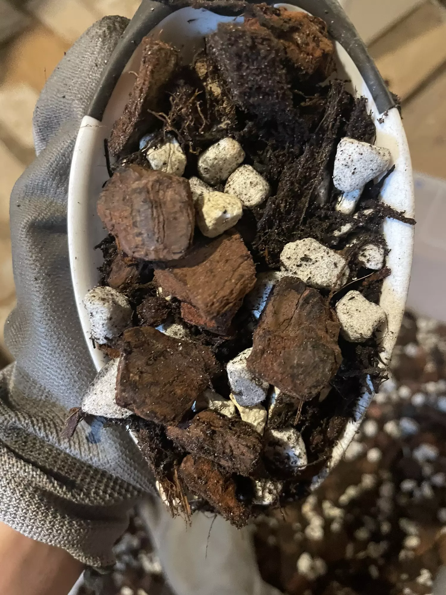 plant/Chunky Aroid Mix 1/2 gallon w/tree fern, pine bark, coco chips, perlite, pumice, charcoal-2