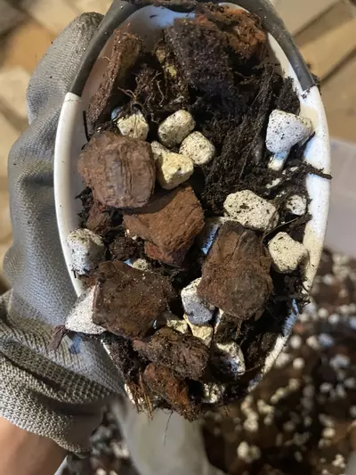 plant/Chunky Aroid Mix 1/2 gallon w/tree fern, pine bark, coco chips, perlite, pumice, charcoal-2-thumbnail