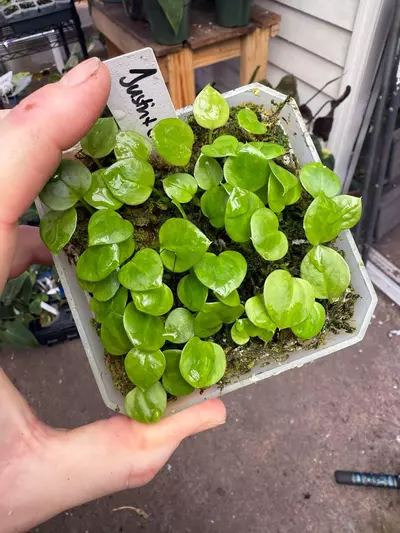 plant/Anthurium ‘Justin’ x E. Dress-2-thumbnail