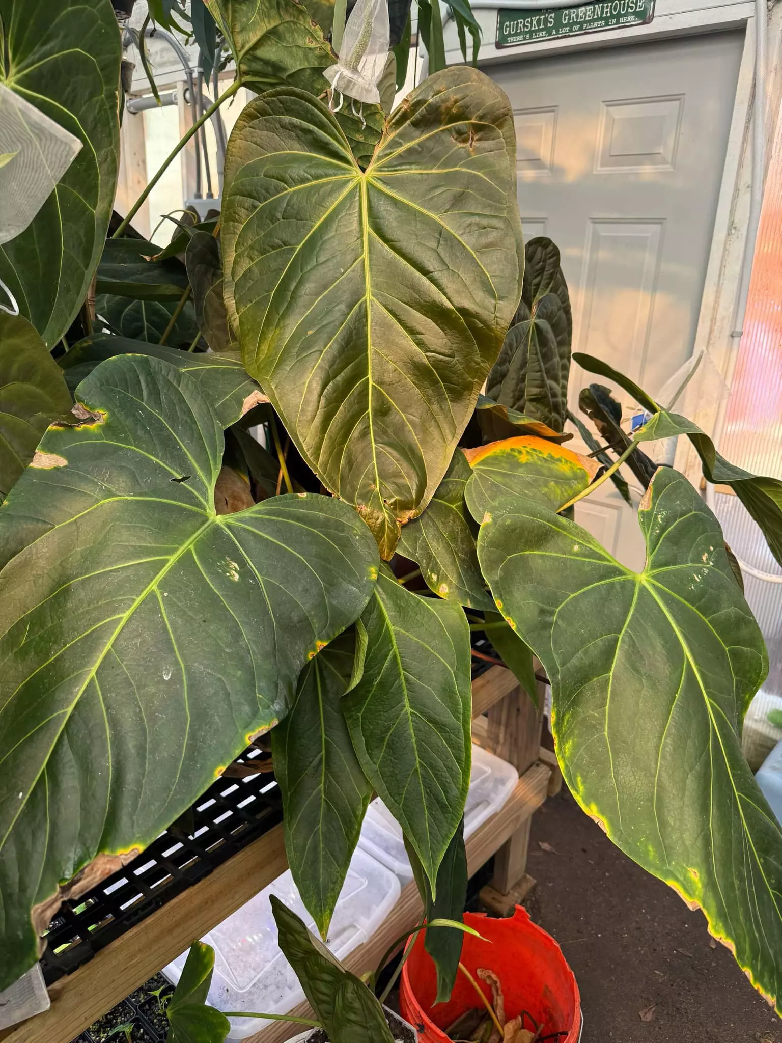 plant/Anthurium ‘Justin’ x E. Dress-0