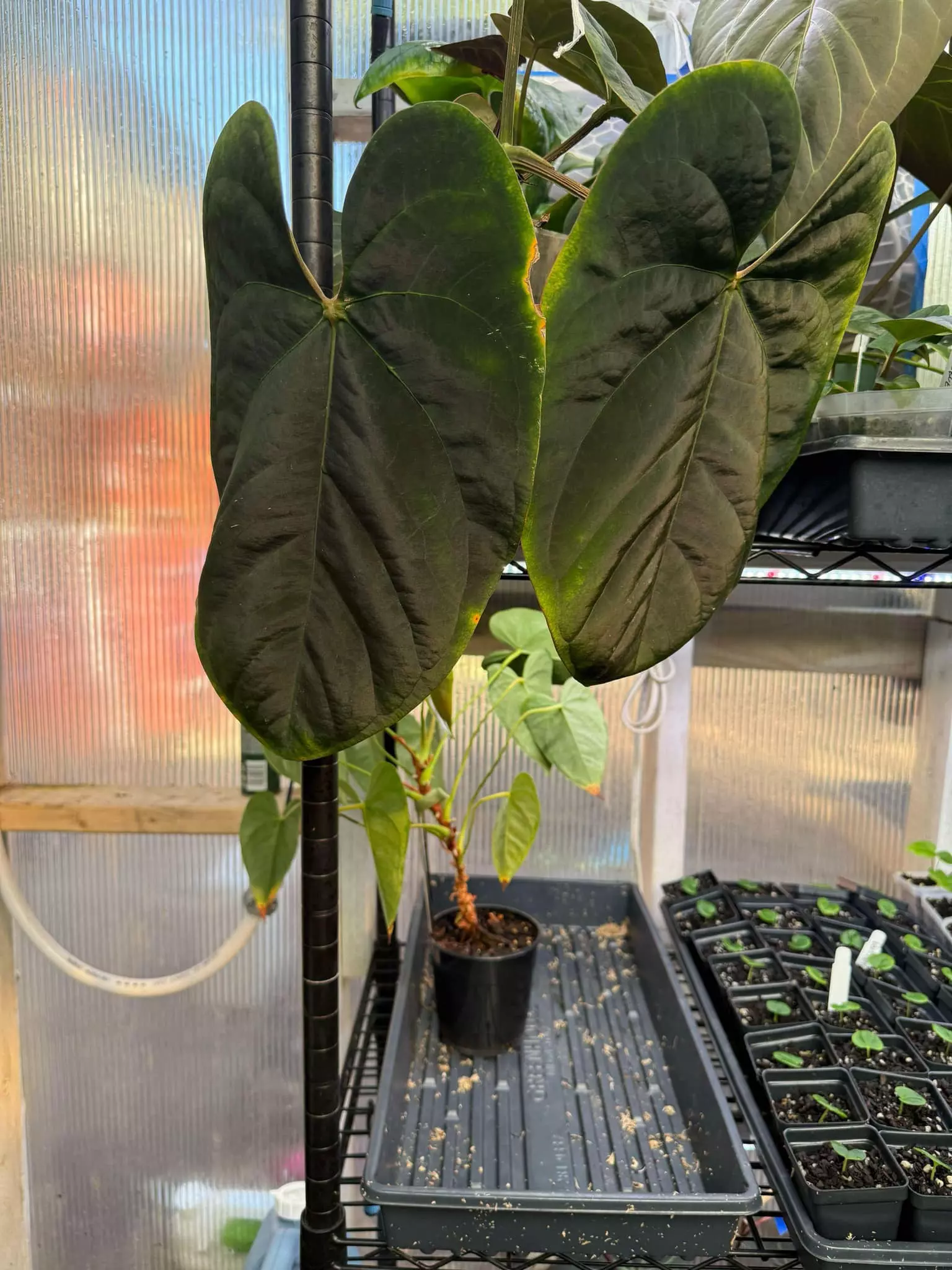 plant/Anthurium ‘Justin’ x E. Dress-1