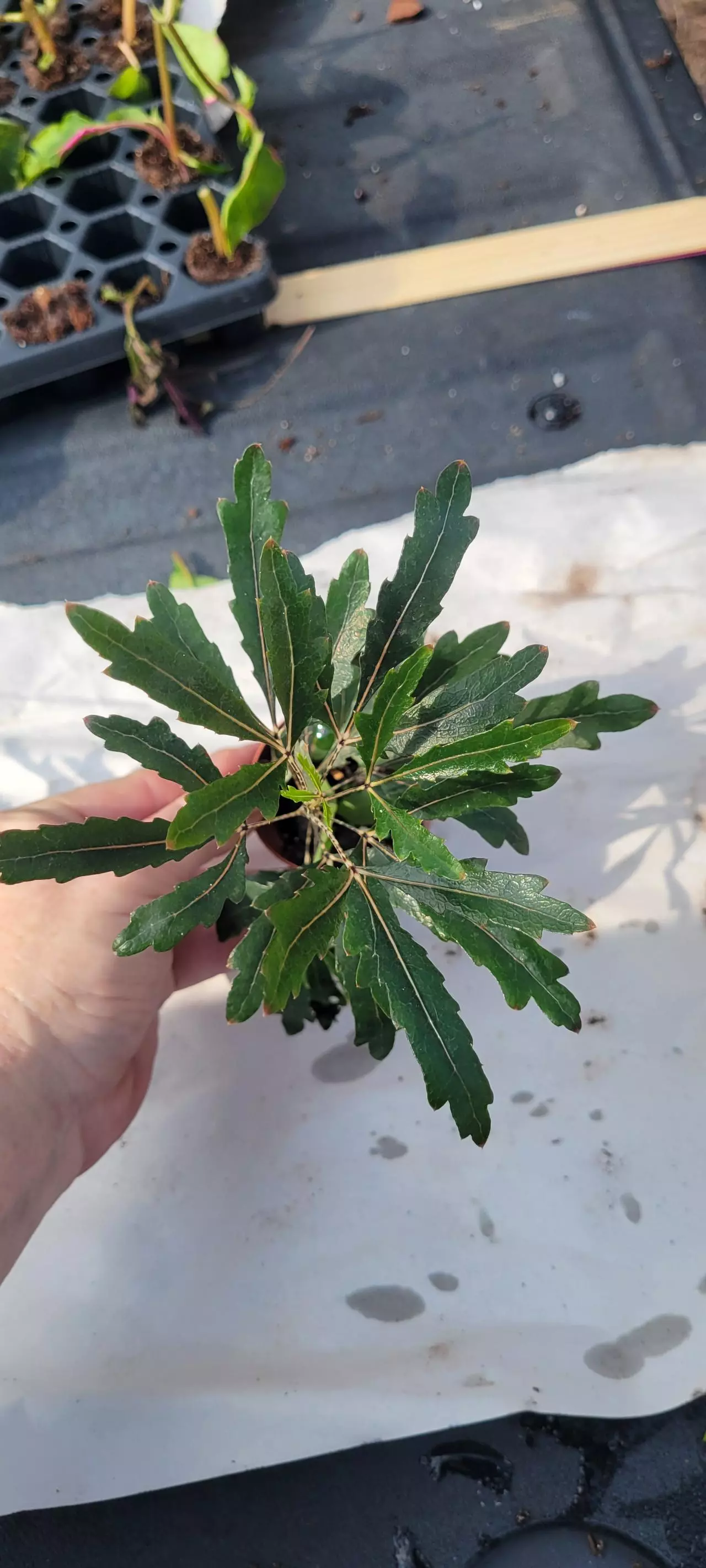 plant/Galaxy aralia-1