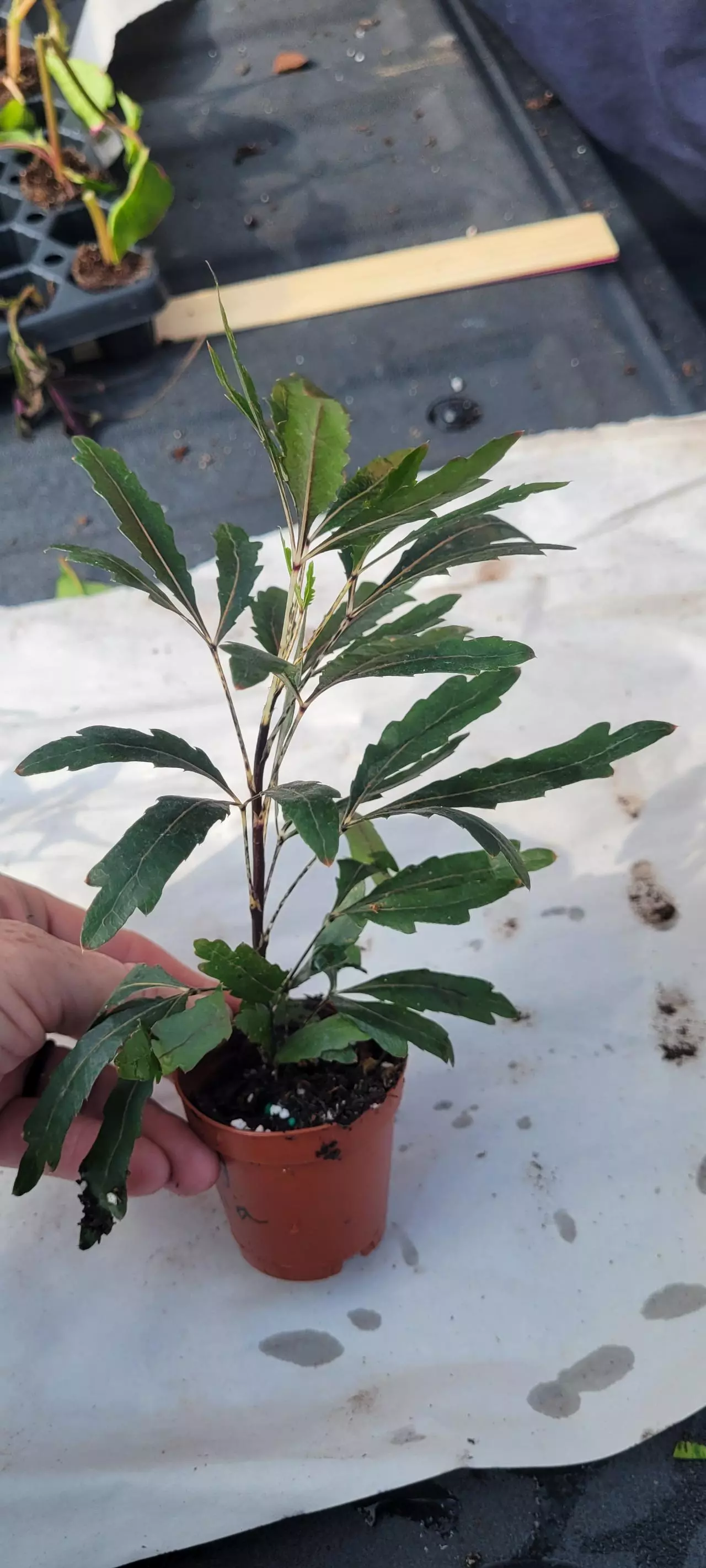 plant/Galaxy aralia-0
