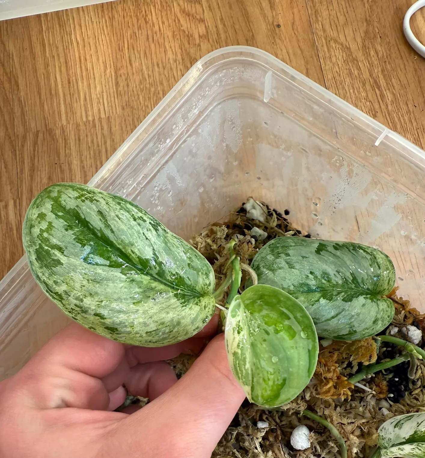 plant/Rooted peasun w new growth -0