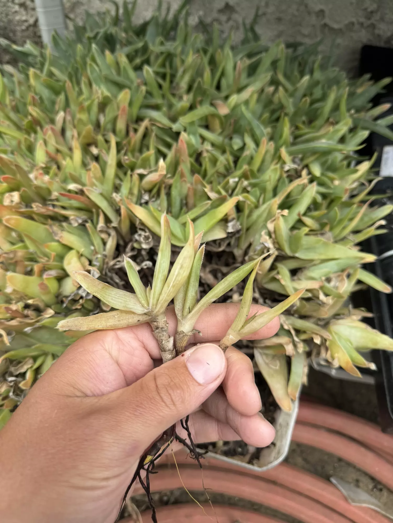 plant/Aloe Striata 5 Pack Seedlings!-0