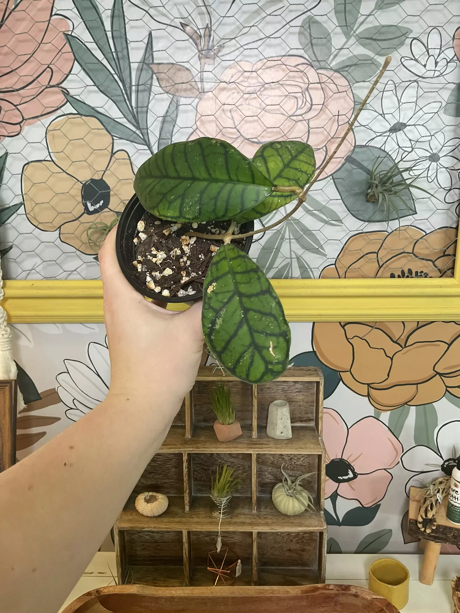 plant/1631 Hoya SP Ranauensis -0