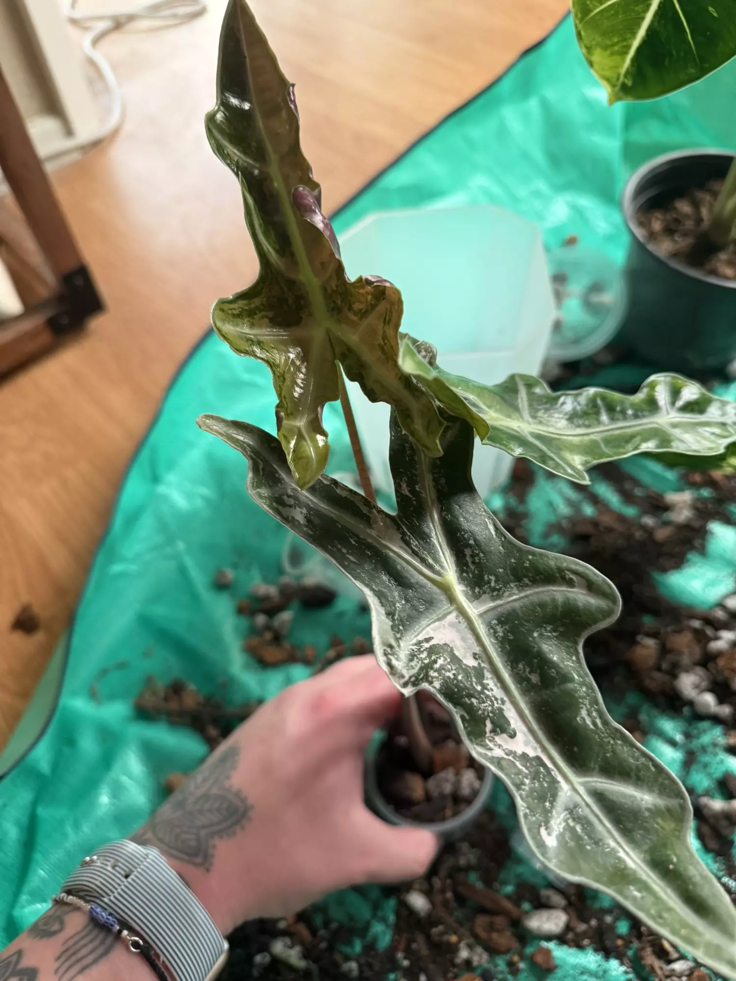 plant/Pink nobilis corms - Buyers choice-1