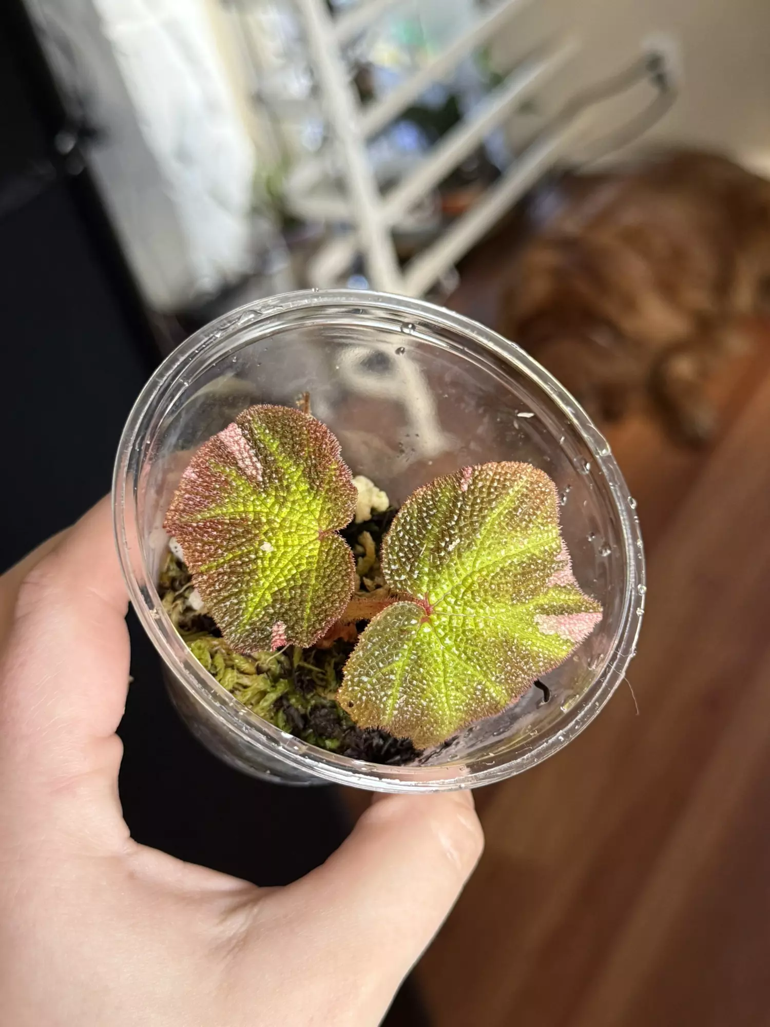 plant/Pink begonia soli mutata -0