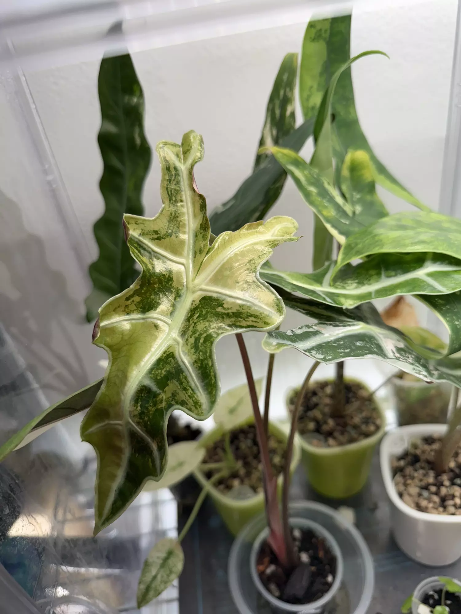 plant/Pink nobilis corms - Buyers choice-0