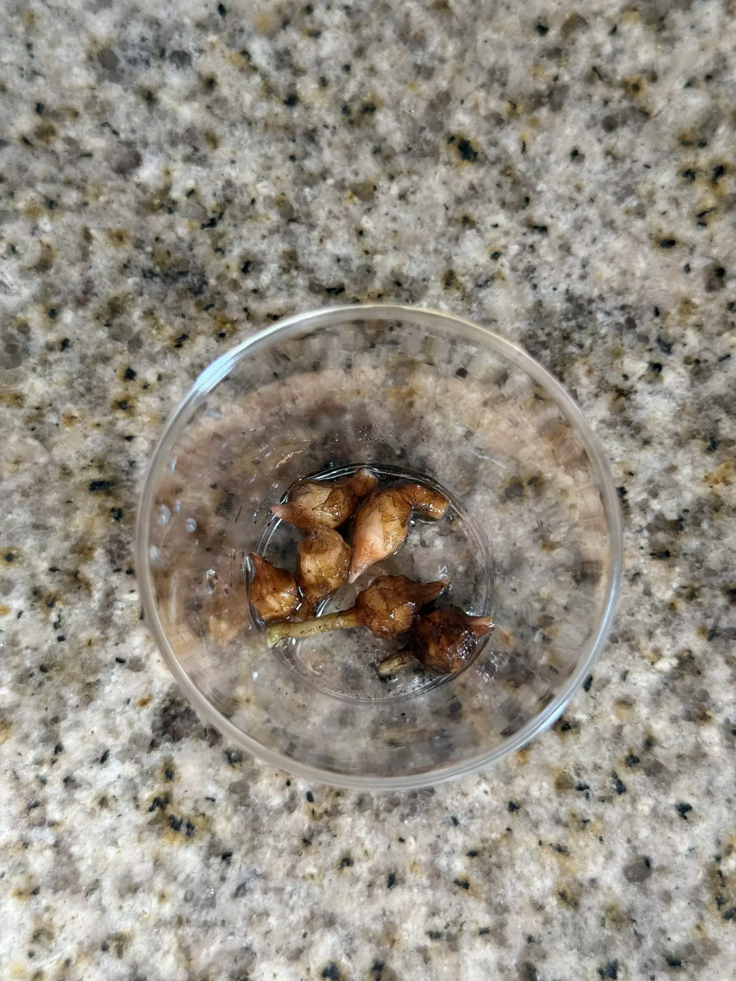 plant/Pink nobilis corms - Buyers choice-2