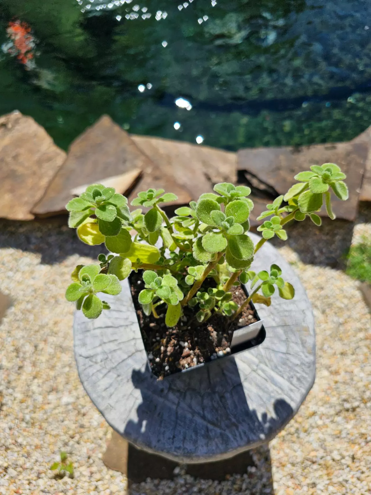 plant/Plectranthus "Cerveza 'N Lime" - Vicks Plant-2