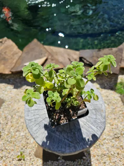 plant/Plectranthus "Cerveza 'N Lime" - Vicks Plant-2-thumbnail