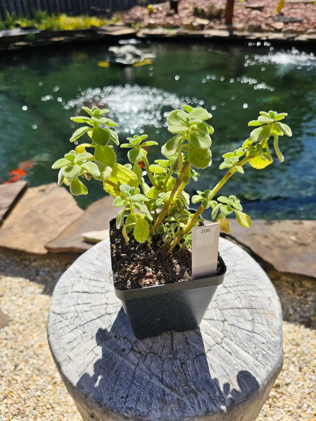 plant/Plectranthus "Cerveza 'N Lime" - Vicks Plant-1