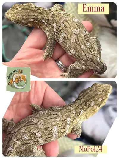 plant/PURE PINK NUU ANA-0-thumbnail