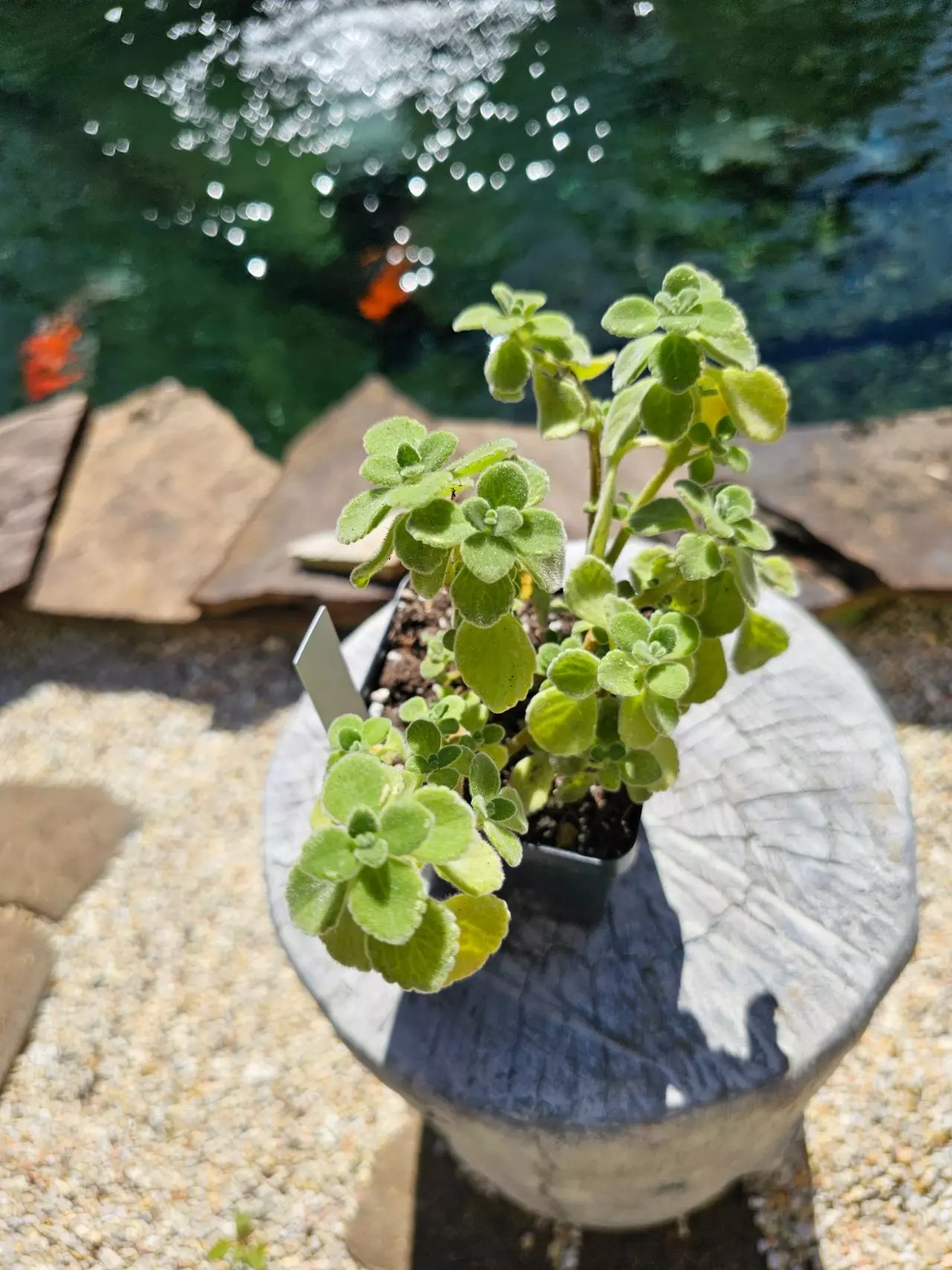 plant/Plectranthus "Cerveza 'N Lime" - Vicks Plant-0