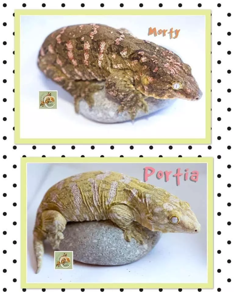 plant/PURE PINK NUU ANA-1