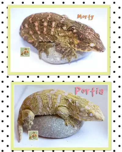 plant/PURE PINK NUU ANA-1-thumbnail