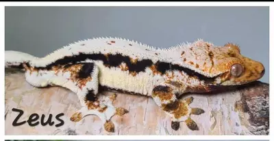 plant/Male LW RTB-1-thumbnail