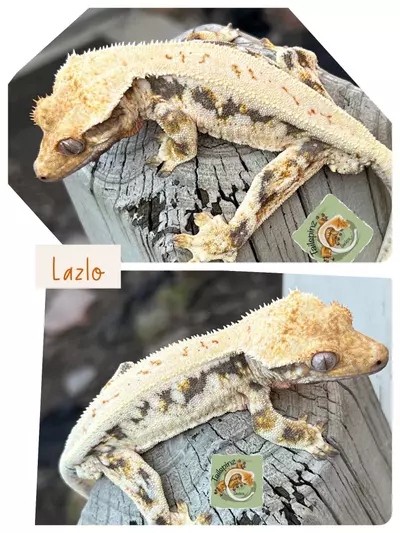 plant/Male LW RTB-0-thumbnail