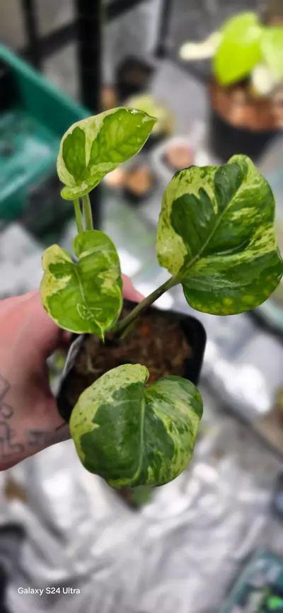 plant/Mutant manjula-0-thumbnail