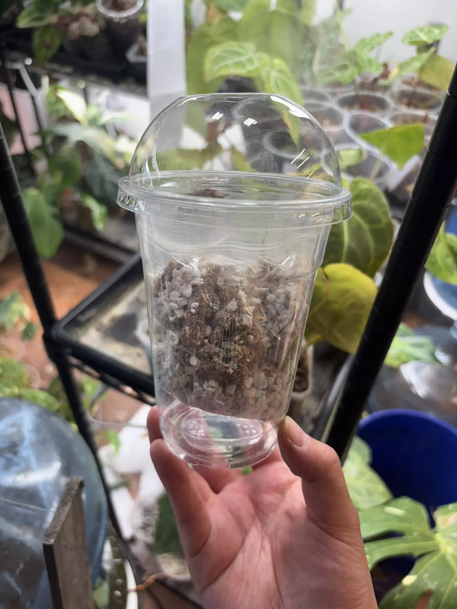 plant/TC Acclimation Kit (w/ Moss and Perlite)-0