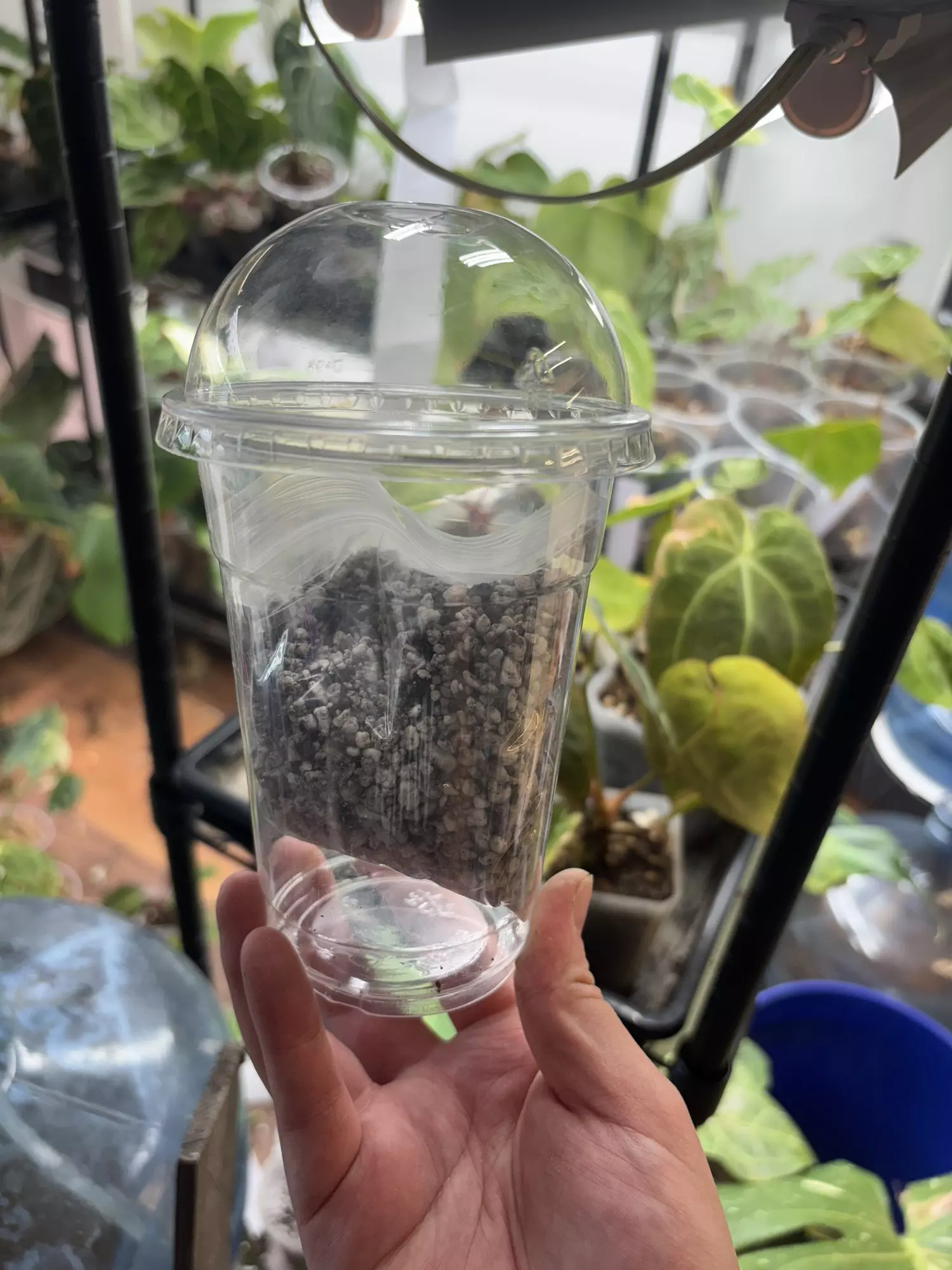 plant/TC Acclimation Kit (w/ Perlite and Stratum)-0