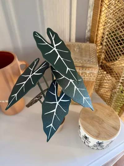 plant/Alocasia frydek coaster set-1-thumbnail