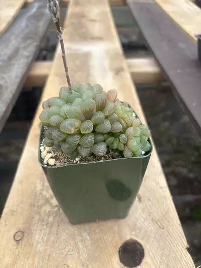 plant/4” haworthia cooperi-1-thumbnail
