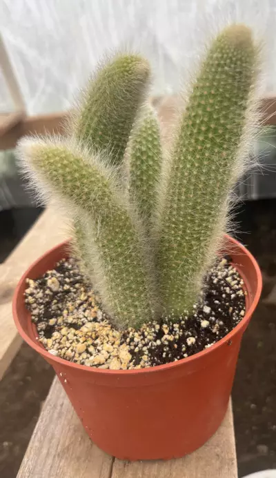 plant/Monkey 🐒 tails-0-thumbnail