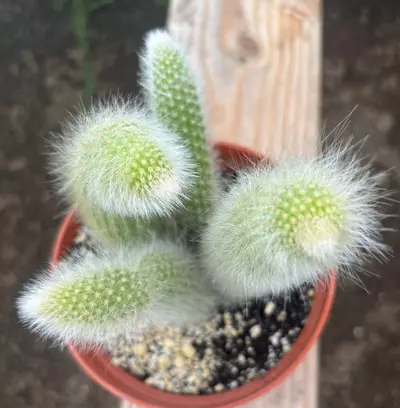 plant/Monkey 🐒 tails-1-thumbnail