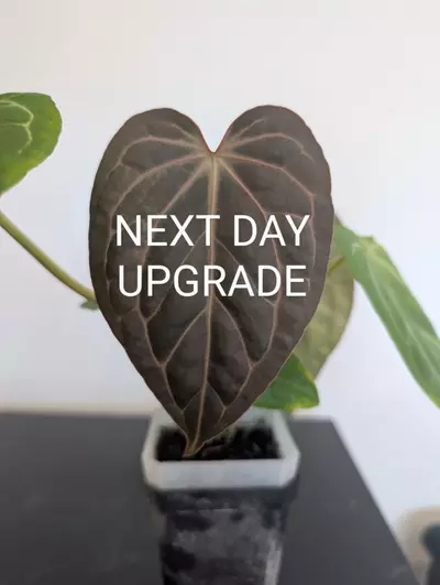 plant/UPS Next Day Air Upgrade-0-thumbnail