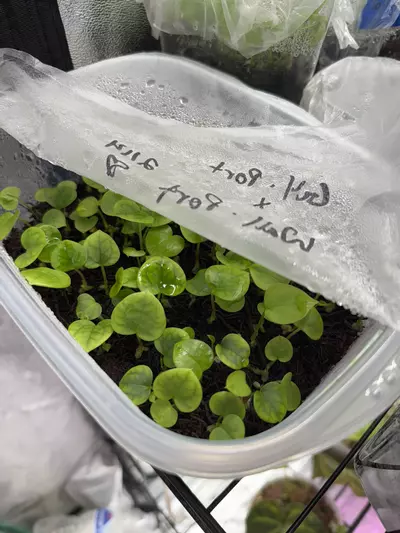 plant/6 Random Seedling Mystery Box-2-thumbnail