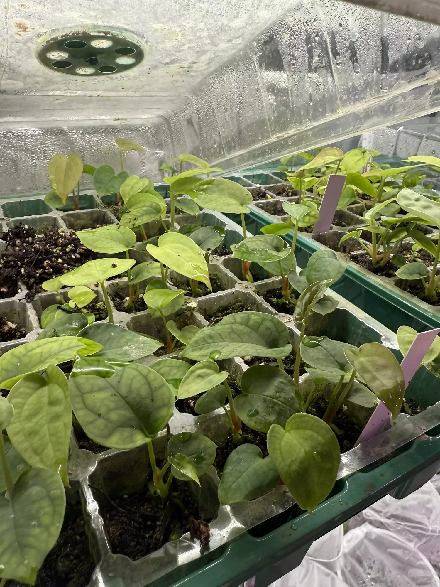 plant/6 Random Seedling Mystery Box-1