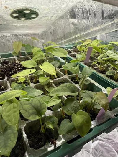 plant/6 Random Seedling Mystery Box-1-thumbnail