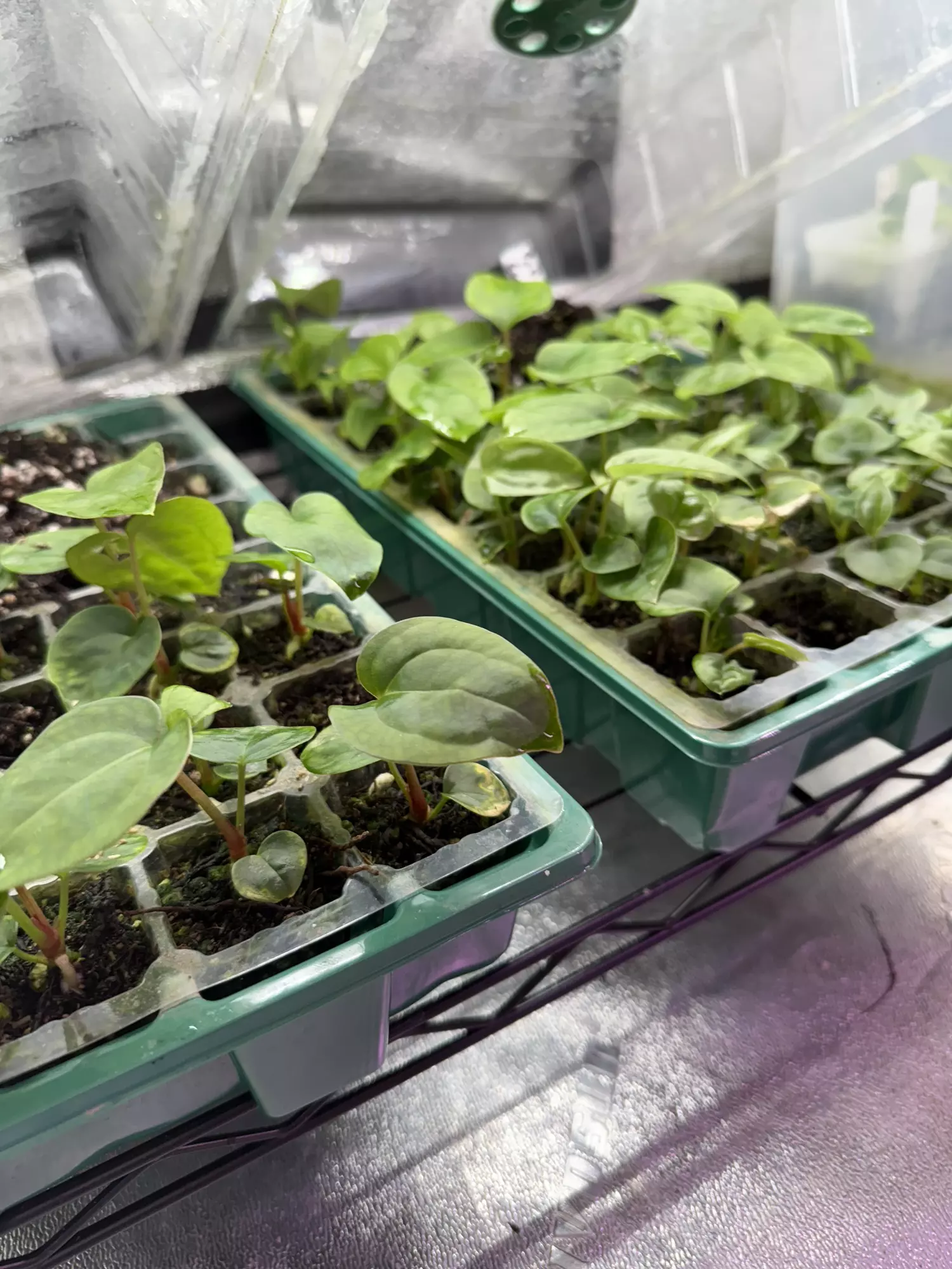 plant/6 Random Seedling Mystery Box-0