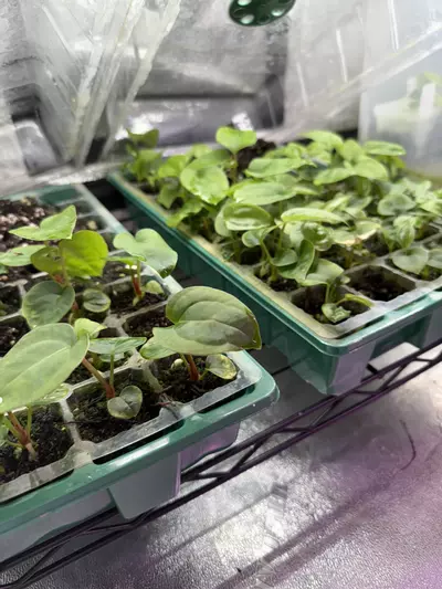 plant/6 Random Seedling Mystery Box-0-thumbnail