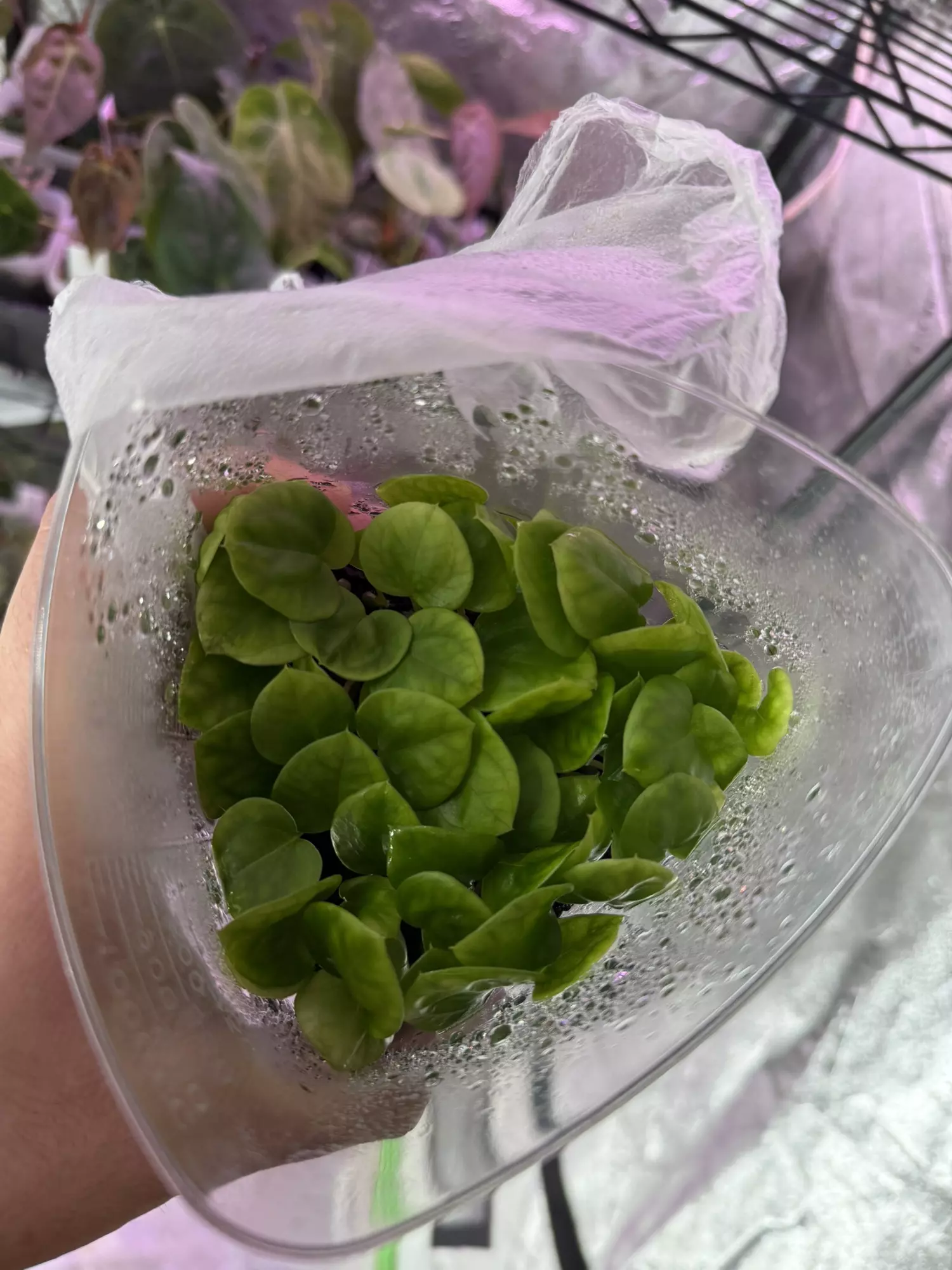 plant/6 Random Seedling Mystery Box-3