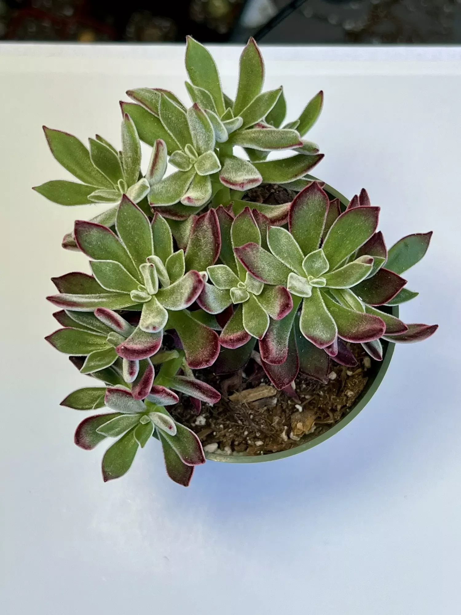 plant/Red velvet 4" pot-0