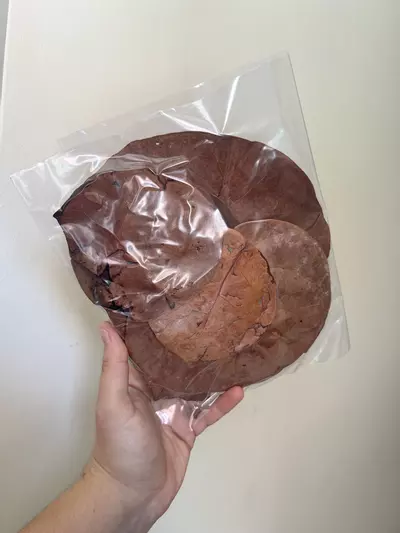 plant/Sea Grape Leaf Litter (1/2 gallon)-0-thumbnail