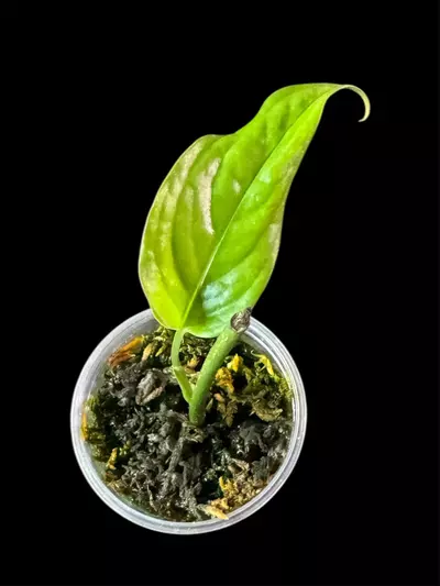 plant/Monstera Obliqua Filamentous pup (mature pic not mine)-0-thumbnail